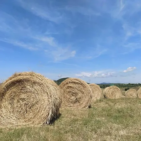 公寓 Raggio Di Sole Castellina Marittima - Bilocale Con Piscina In Toscana *
